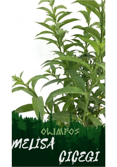 Melisa Fidanı Limon Çiçeği Fidanı 10-20 Cm