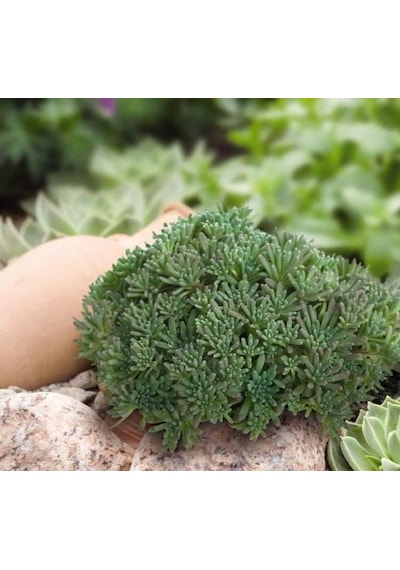 Sedum Tohumu İri Damarlı Yapraklar Yeşil Renkli - 15 Tohum Standart