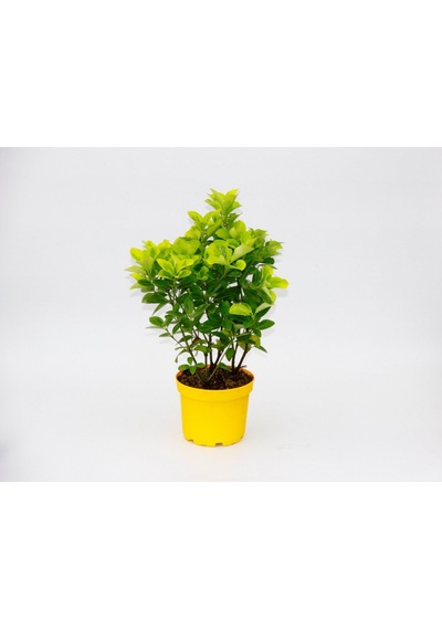Sarı Saksıda Gold Taflan Euonymus
