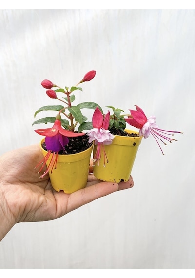 Videolu Mini Saksıda Karışık Renkli 2 Adet Küpeli Çiçeği Fidesi 15-30cm African Violet