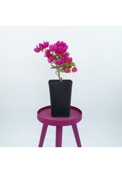 1 Adet Pembe Renk Bodur Begonvil Çiçeği Fidanı 25-45 Cm Saksılı/tüplü Çiçekli Bodur Bitkiler Pink Bougainvillea