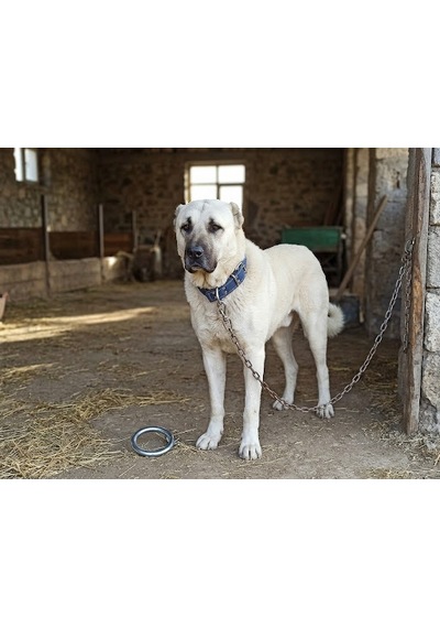 İri Ve Büyük Cinsler İçin Kanğal Köpek Tasması 80x5 Cm Lacivert