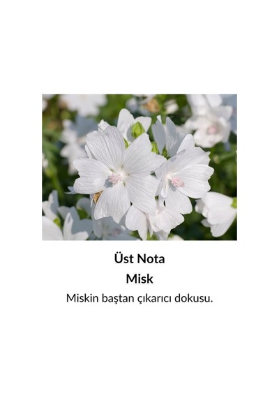 Alescia At-93 Erkek Parfüm EDP 50 ML