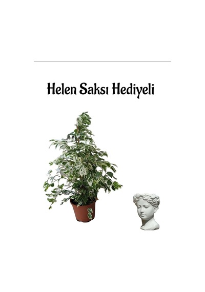 Kadınlar Gününe Özel Alacalı Benjamin Bitkisi Helen Saksı Hediyeli Bitki