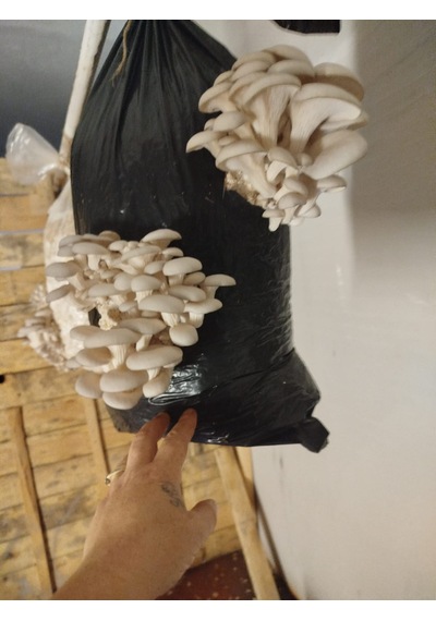 2.5 Kg İstiridye Mantar Tohumu Ekim Poşeti Hediyeli 1 adet