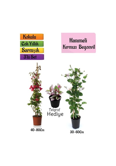 Kırmızı Begonvil+kokulu Hanıme Çiçeği+telgraf Çiçeği 3'lü Peyzaj Seti