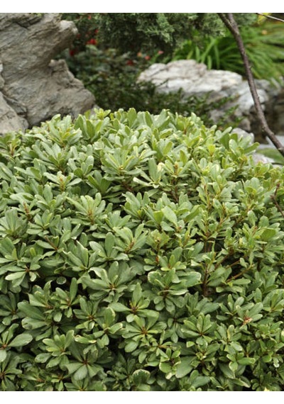 Videolu Pitos Bodur Yıldız Çalısı Fidanı 1 Adet Saksılı/ Tüplü 15-30cm Pittosporum Tobira