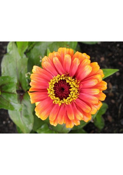 Zinnia Tohumu Zinnia Elegans Diğer