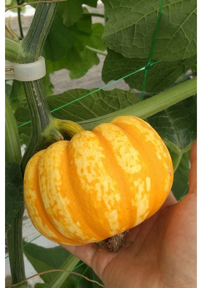 Nadir Mini Bal Kabağı Tohumu / 5 Adet Tohum