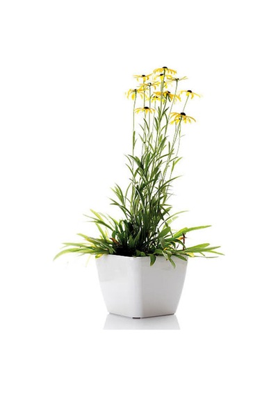 Videolu Europs Papatyası Sarı Papatya 5,5 10 Cm 1 Adet Tüplü/saksılı Papatya Yellow Daisy
