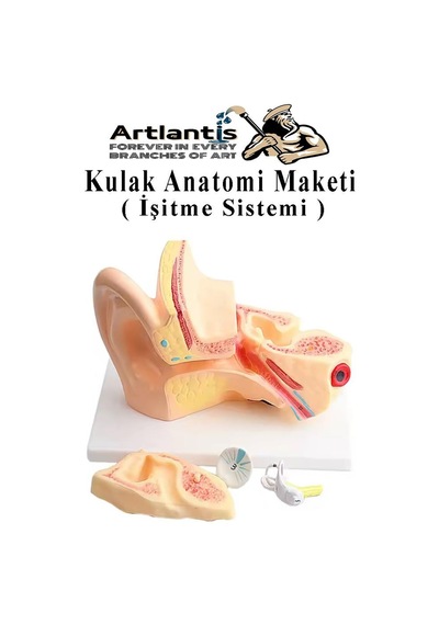 Kulak Anatomisi Modeli 1 Adet İnsan İşitme Sistemi Ses Anatomik Modeli Deney Bilim Tıbbi Model Kulak Maketi Masaüstü