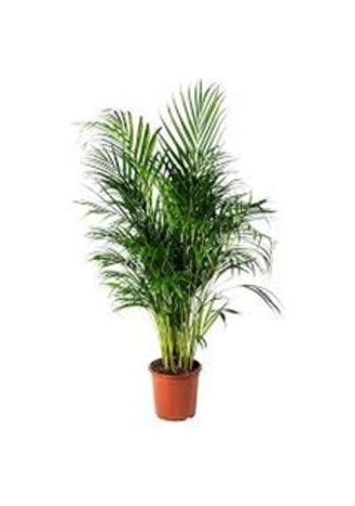 10 Adet Tohum Nadir Salon Palmiyesi Palmiye Tohumu Taze Tohum Hed