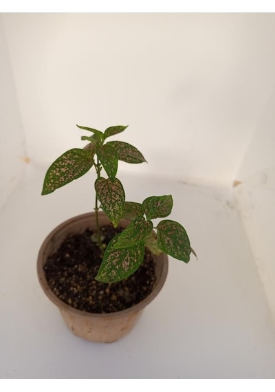 Fittonia Hostes Çiçeği Yeşil Yaprak Pembe Benek 10-20 Cm
