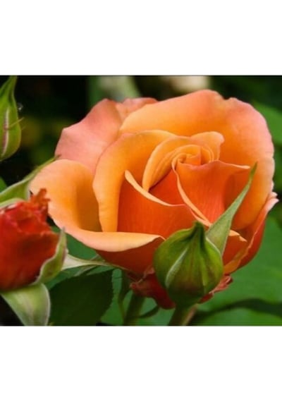 Ponpon Nar Çiçeği 3 Adet Gül Fidanı Yediveren 50-80 Cm Pomegranate Blossom Rose Sapling