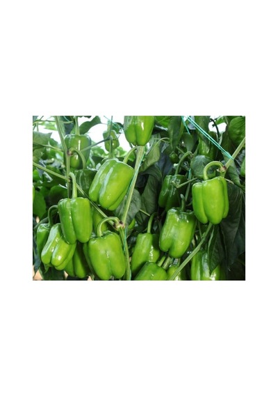 Aksel Biber Dik Dolma Tohumu - 10 Gr