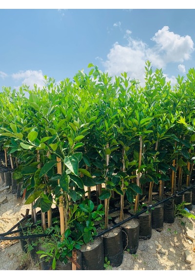 Tüplü Aşılı 3 Yaş Mandalina Fidanı 4 Adet