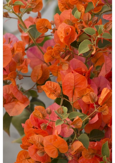 Serada Decor Plant Begonvil Sarmaşığı Pembe - Turuncu Bougainvillea Alexandra