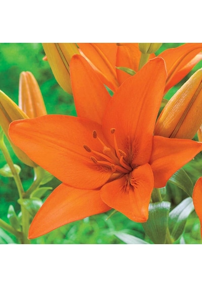 Kokulu Turuncu Jumping Joy Lilium Zambak Soğanı (1 adet)