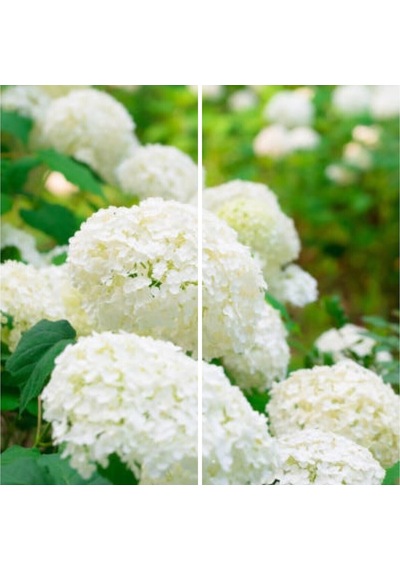 Videolu 1 Adet Beyaz Ortanca Çiçeği 25-45 Cm Saksılı/tüplü Çiçekli Bodur Bitkiler Whıte Hydrangea
