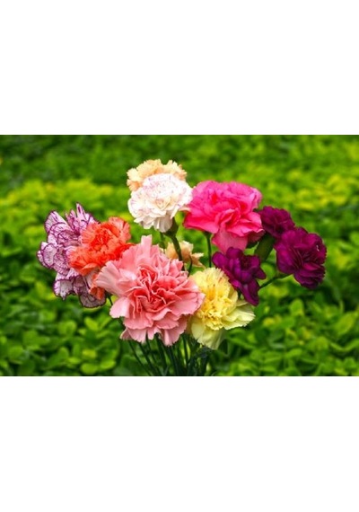 Karanfil Çiçeği Tohumu 100+ Tohum N114376