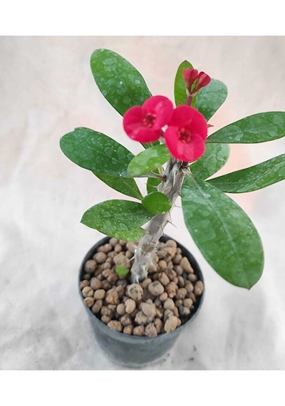 Thebestonline Strelitzia Starliçe 80-110 Cm Boyunda Tek Gövdeli Salon Bitkisi Iç Mekan Bitkisi