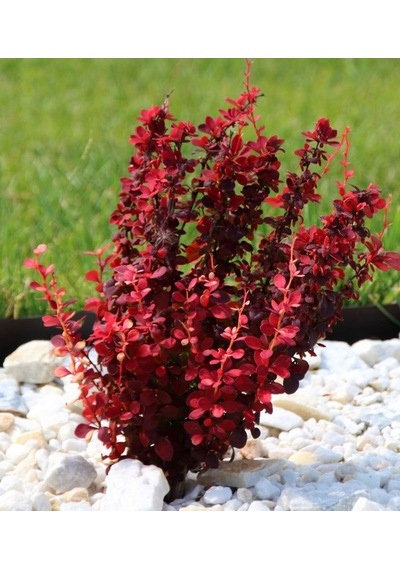 Berberis Thunbergii Red Rocket Red Roket Kadıntuzluğu 25-40 Cm