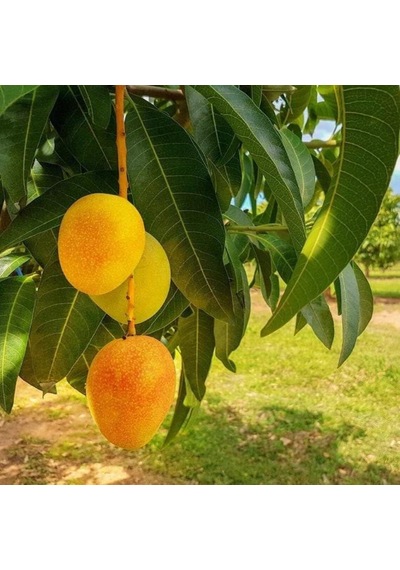 Aşılı Alphonso Mango Fidanı - 2 Yaş - Tüplü 60-70 Cm - Saksıda Yetişmeye Uygun Dünyanın En Tatlı Mangosu