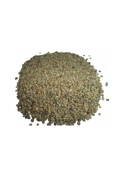 Ispanak Tohum Tane 30 Gr