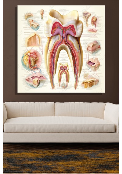 Kare Kanvas Duvar Tablosu Ağız Diş Sağlığı Klinik Dişçi Diş Anatomisi Mine Kök Çok Renkli