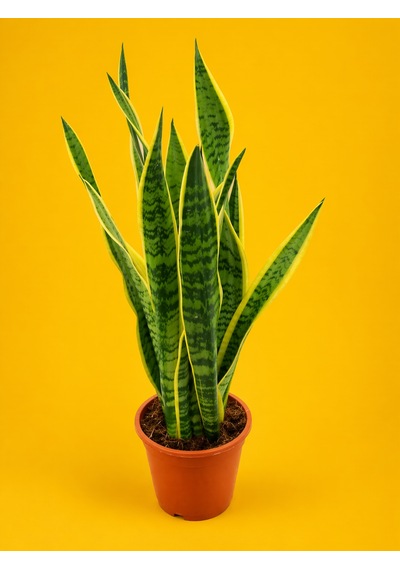 Alacalı Paşa Kılıcı Sansevieria - Büyük Boy 50-60 Cm