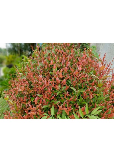 Bahçevilya 50-60 Cm Boyunda Alev Ağacı Photinia Fraseri Fidanı