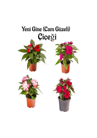 Kırmızı+fuşya+ebruli Renk Yeni Gine Cam Güzeli Çiçeği 4 Adet Balkon Bitkisi 10-15cm