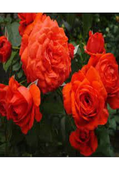 1 Adet Narçiçeği Yediveren Kokulu Gül Fidanı Saksılı 50-80cm Pomegranate Blossom Rose