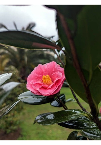 Pembe Japon Gülü Çiçeği Fidanı 40-45 Cm Saksılı Dış Mekan Bitkileri "camellia Japonica
