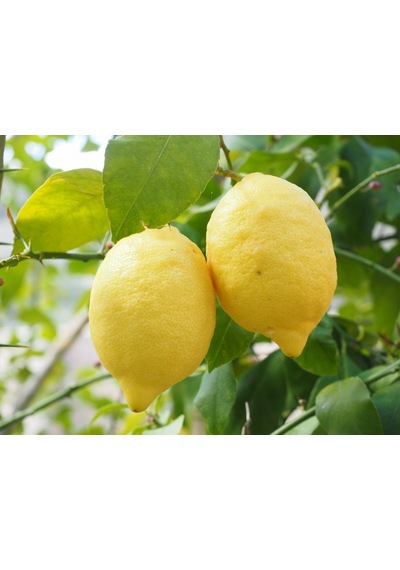 Yediveren Limon Fidanı Tam Bodur 8 Yaş