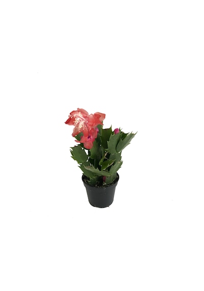 Schlumbergera 'Red' (Yılbaşı Çiçeği) Ø5,5 CM Y10-15 CM