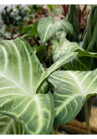 Melek Kanadı Xl Iç Mekan Bitkisi Syngonium Podophyllum 'white Butterfly'