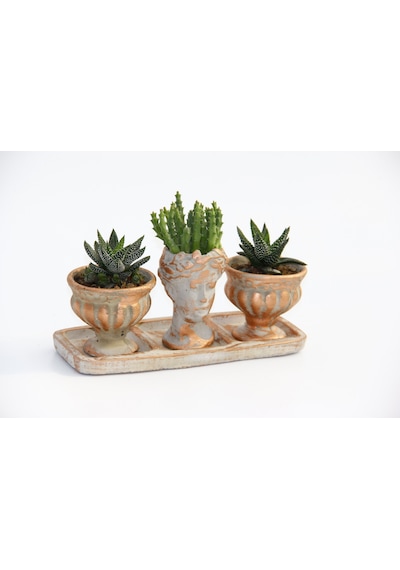 Trio Helen Orange Sukulent Seti - Haworthia Pumila. Huernia