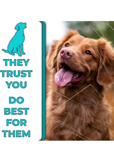 Köpekler Ve Kediler İçin Bambu Diş Fırçası Seti - Yumuşak Kıllar Ve Biyobozunur Ahşap Diş Fırçası, Köpek Malzemeleri, Köpek Fırça Seti, Evcil Hayvan Malzemeleri Köpek Bakım Seti Çevre Dostu 3'lü Paket