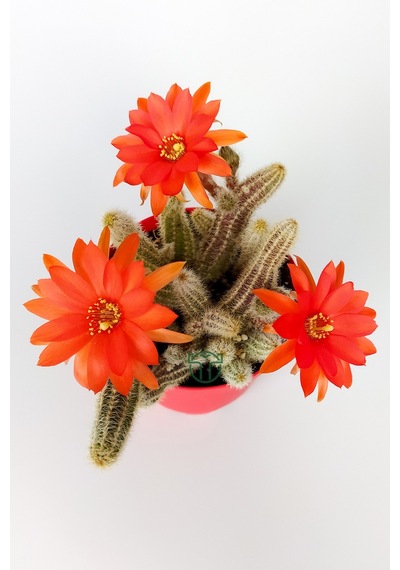 Echinopsis Chamaecereus Yılan Kaktüs Parmak Kaktüs Kırmızı Çiçek