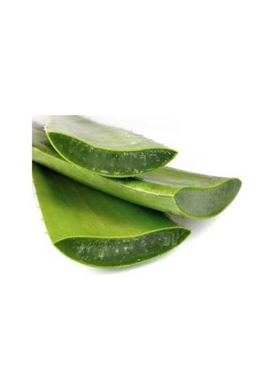 Videolu Aloevera Çiçeği Bitkisi 20-30 Cm Saksılı Iç Mekan Bitkileri Aloe Barbadensis Miller