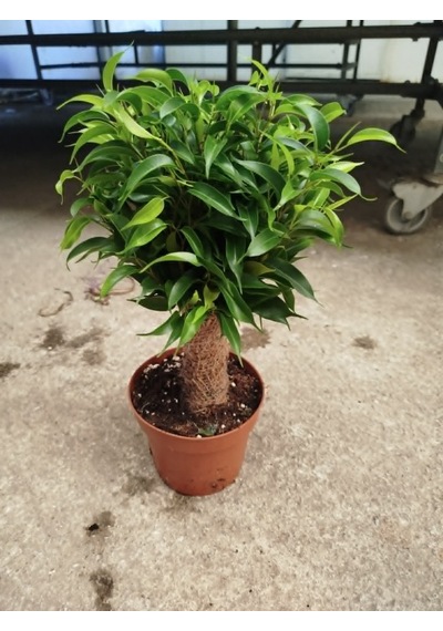 Bonsai Ficus Benjamin Hasır Gövdeli