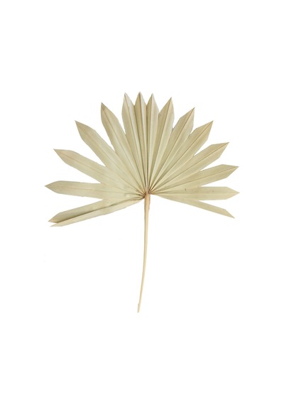 4lü Kuru Tropic Palmiye Yaprağı 40 Cm Naturel