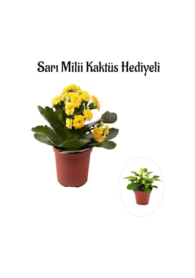 Sevgililer Gününe Özel Sarı Renk Kalanşo-emel Hanım Çiçeği Sarı Milli Hediyeli