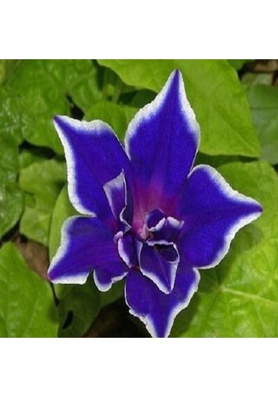 Dev Çiçekli İpomea Blue Picotee Japon Gündüz Sefası Çiçeği 5 Tohu