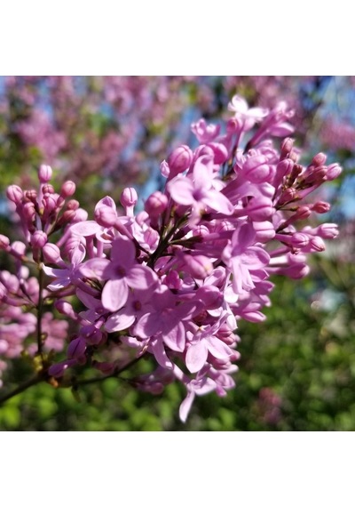 2 Yaş Leylak Fidanı Syringa Chinensis