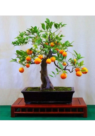 Bodur Portakal Bonzai Ağacı Tohumu 5 Adet Bonsai Ağacı Tohumu