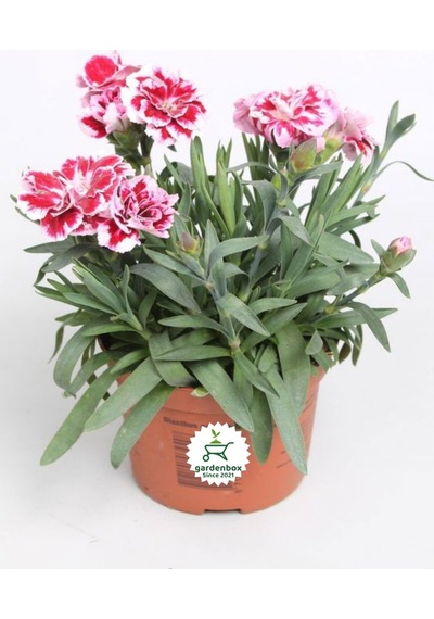 Kokulu Kırmızı Ebruli Karanfil Çiçeği 15-25 Cm Saksılı Bahçe Balkon Çiçeği