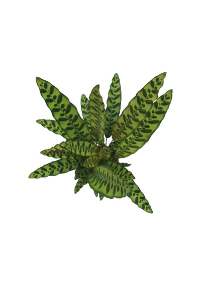 Calathea Lancifolia (Dua Çiçeği) Ø17 CM Y50-60 CM