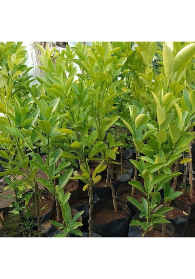 3 Yaş Aşılı Citrus Calamondin Süs Mandalinası Fidanı. Torbada